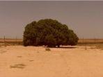 pohon-sahabi-677.jpg