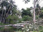 pohon-tumbang-di-desa-botuliodu-sebabkan-kecamatan-tomini-dan-posigadan-gelap-gulita.jpg