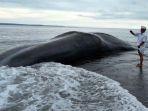 potret-paus-spermaterdampar-di-pantai-yeh-malet-bali-panjang-18-meter-lebar-2-meter.jpg
