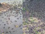 ratusan-burung-pipit-jatuh-berhamburan-4444.jpg