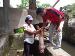 ratusan-hewan-ternak-babi-di-kota-kotamobagu-di-vaksin-anti-virus-hog-cholera_20171022_202243.jpg