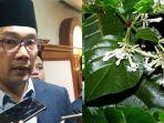 ridwan-kamil-dan-pohon-kina-56667.jpg