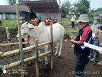 sapi-di-pasar-blante-tompaso-minahasa-sebagai-daerah-penghasil-sapi-di-sulut.jpg