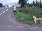 seekor-anjing-menunggu-majikannya-di-pinggir-jalan.jpg