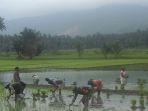 serda-udin-dampingi-petani-tanam-padi-12.jpg