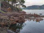 sering-temukan-celana-dalam-hae-tebang-pohon-mangrove.jpg