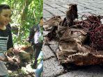 siswa-smpn-14-satap-temukan-tali-jerat-di-tangkoko.jpg