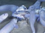 snailfish_20180912_162134.jpg