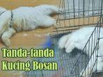 tanda-kucing-bosan.jpg