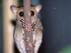 tarsius111.jpg