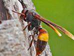 tawon-vespa-affinis-347358.jpg