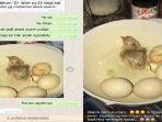 telur-ayam-sumbangan-yang-tiba-tiba-menetas.jpg