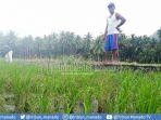 terkait-kerusakan-padi-dlh-bakal-uji-sampel-air-di-sawah.jpg