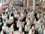 ternak-ayam_20180127_000639.jpg
