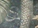 ular-berkaki-ditemukan-petugas-saat-memadamkan-kebakaran-hutan-videonya-viral.jpg