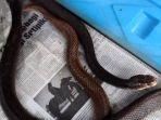 ular-taipan.jpg