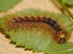 ulat-bulu_20171217_205737.jpg