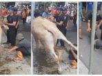 video-detik-detik-sapi-tendang-petugas-penyemblihan-nurulsafitri4-gue-bilang-apa-jangan-sentuh-gue.jpg