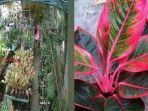 viral-ibu-ibu-mencuri-bunga-aglaonema.jpg