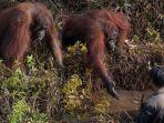 viral-orangutan-ulurkan-tangan-kepada-seorang-pria-gubernur-khofifah-sampai-terharu.jpg