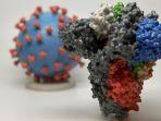 virus-corona-n439k-mutasi-varian-baru-virus-corona.jpg