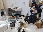 warga-oman-maryam-al-balushi-tinggal-bersama-480-kucing-dan-12-anjing-di-rumahnya-di-muscat.jpg
