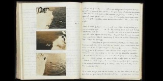 Perilaku Seksual Pinguin Mengejutkan