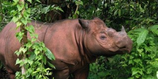 Indonesia Akhirnya Sukses Tangkarkan Badak