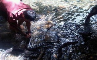 Desa Larike, Menjaga Sidat Raksasa