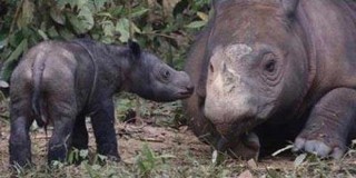 Inilah Bayi Badak yang Lahir di Way Kambas - bayi_badak.jpg