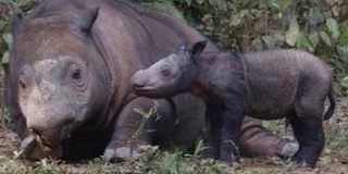 Inilah Bayi Badak yang Lahir di Way Kambas - bayi_badak_2.jpg