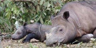 Inilah Bayi Badak yang Lahir di Way Kambas - bayi_badak_3.jpg