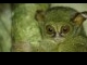 tarsius.JPG