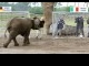 gajah_nelly.jpg