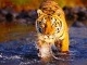 creek-crossing-bengal-tiger.jpg