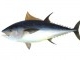 ikan_tuna.jpg