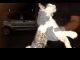 Kucing.jpg