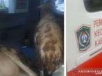 ambulans-dipakai-angkut-kambing.jpg