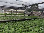 ilustrasi-kebun-hidroponik-datangkan-keuntungan.jpg
