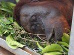 orangutan-ditemukan-dalam-kondisi-mengenaskan.jpg