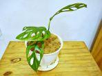 tanaman-monstera-adansonii-variegata-atau-yang-karib-disebut-janda-bolong.jpg
