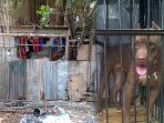 viral-penampungan-anjing-ilegal-semanggi-jakarta-selatan.jpg
