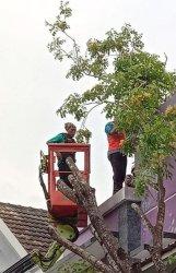 Hujan Deras Guyur Kota Kediri, Sejumlah Pohon Tumbang Timpa Kabel Listrik Arus Lalin Dialihkan
