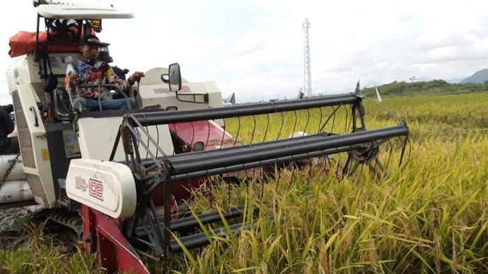 Luas Lahan Padi di Tulungagung Susut 2000 Hektar, Produksi Beras Masih Surplus