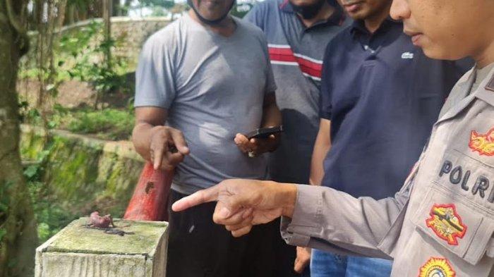 Sempat Dikira Janin Bayi Manusia, Benda yang Ditemukan Warga Blitar ini Ternyata Organ Binatang