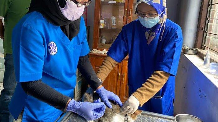 Disnak Trenggalek Siapkan 200 Dosis Vaksin Rabies Gratis Untuk Hewan Peliharaan, Berikut Lokasinya