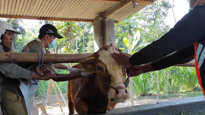 Bulan ini DKPP Kota Blitar Akan Suntikkan Vaksin PMK Dosis 3 ke 4.100 Ekor Ternak Sapi