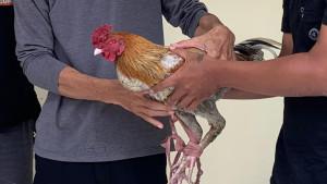 Barang-bukti-pencurian-ayam-di-tulungagung.jpg