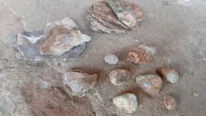 FOSIL-KERANG-nganjuk.jpg