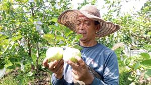 Jambu-Kristal-agrowisata-Moyoketen-Tulungagung.jpg